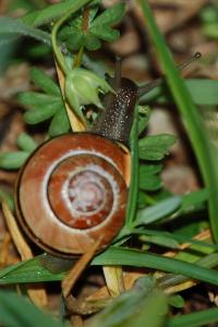<i>Cepaea nemoralis</i>