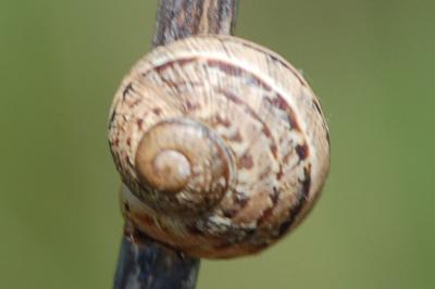 <i>Cornu aspersum</i>