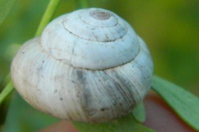 <i>Cernuella neglecta</i>
