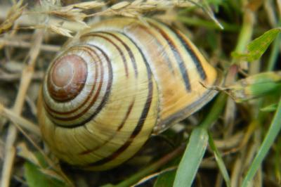 <i>Cepaea nemoralis</i>