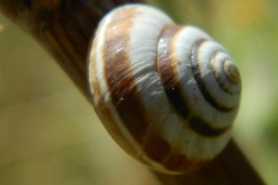 <i>Cernuella neglecta</i>