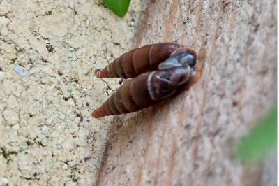<i>Clausilia</i>