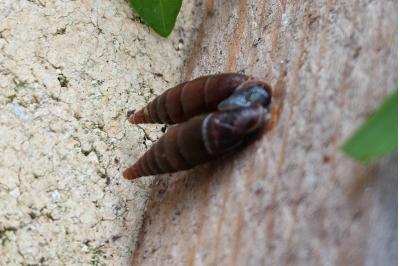 <i>Clausilia</i>