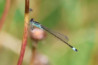 Ischnura elegans