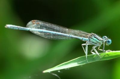 Platycnemididae