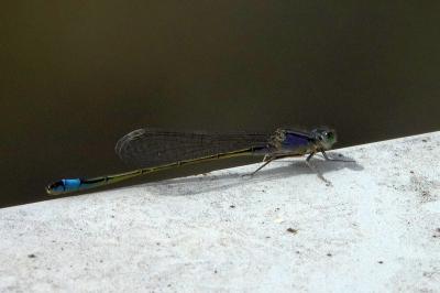 Ischnura elegans