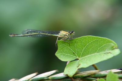 Ischnura elegans