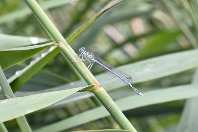 Platycnemis pennipes