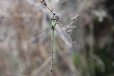 Chalcolestes viridis
