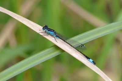 Ischnura elegans