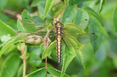 Orthetrum cancellatum