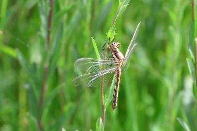 Orthetrum albistylum