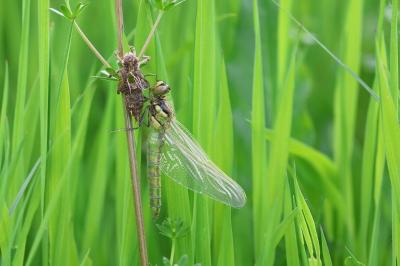 Orthetrum cancellatum