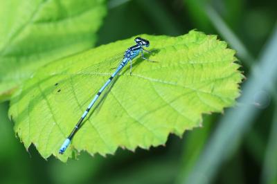 Coenagrion puella