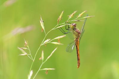 Sympetrum sanguineum