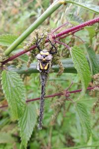 Cordulegaster boltonii