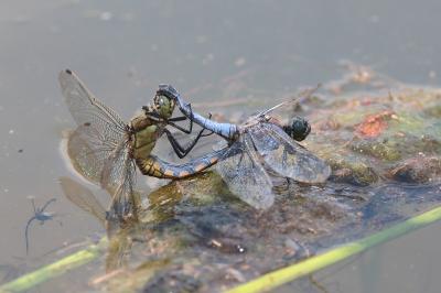 Orthetrum cancellatum
