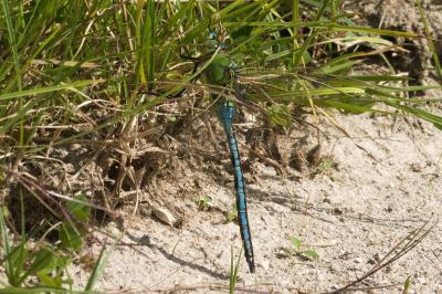 Anax imperator