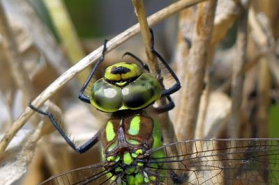 Aeshna cyanea