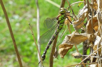 Aeshna cyanea