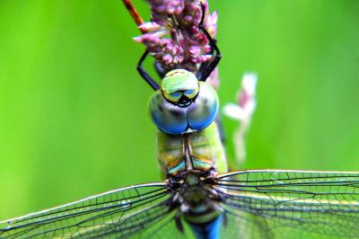 Anax imperator