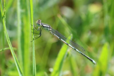 Erythromma lindenii