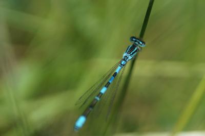 Coenagrion scitulum