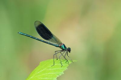 Calopteryx splendens