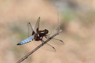 Libellula depressa