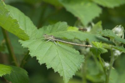 Platycnemis pennipes