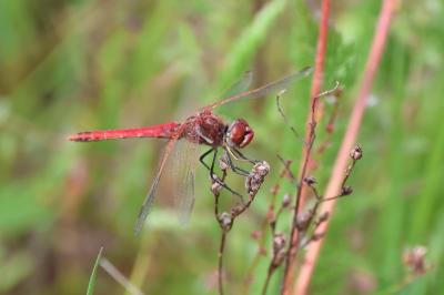 Sympetrum fonscolombii