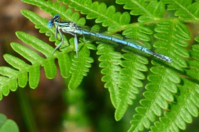 Platycnemis pennipes