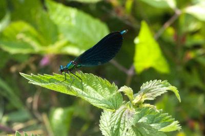 Calopteryx virgo
