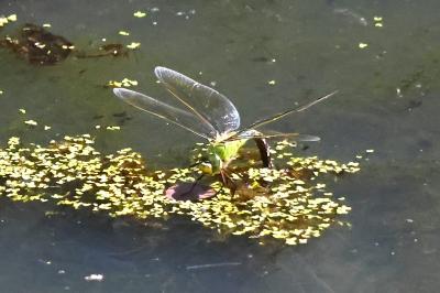 Anax imperator