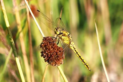 Orthetrum cancellatum