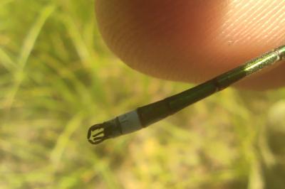 Lestes sponsa