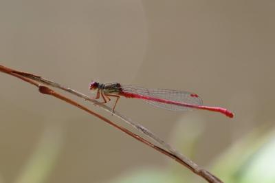 Ceriagrion tenellum