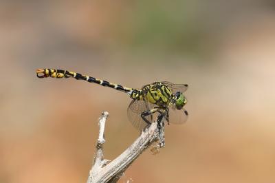Onychogomphus forcipatus