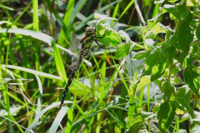 Aeschne bleue 
