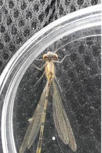 Agrion porte-coupe