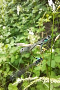 Agrion élégant