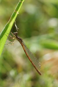Agrion orangé