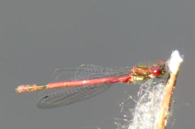 Petite nymphe au corps de feu 