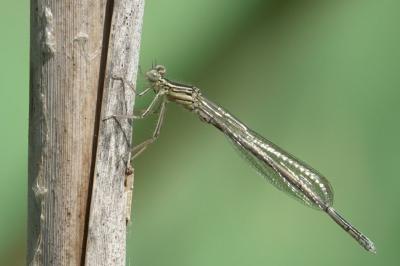 Agrion à larges pattes