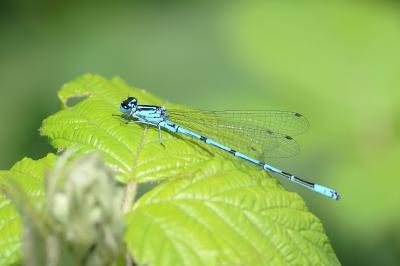 Agrion jouvencelle