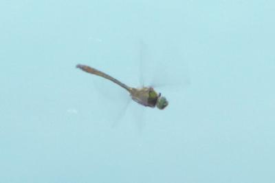 Cordulie bronzée 