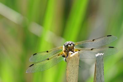 Libellule quadrimaculée 