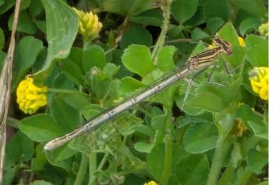 Agrion à larges pattes