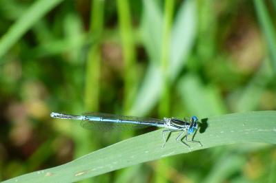 Agrion à larges pattes