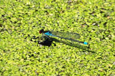 Naïade au corps vert 